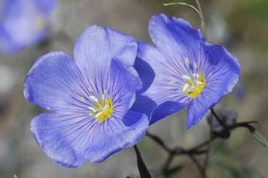 wild blue flax