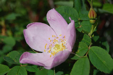 wild rose