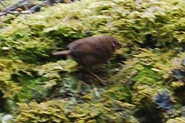 winter wren