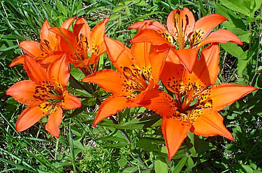 Western Lily