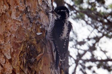 three-toed woodpecker