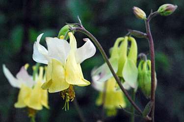 yellow columbine