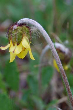 yellow dryas/yellow mountain avens