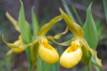 yellow lady's-slipper
