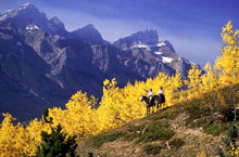 banff horseback riding