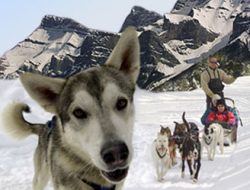 dog sled tours