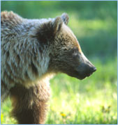 lake louise gondola - chance of seeing a grizzly bear!