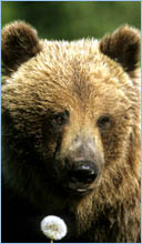 lake louise gondola - chance of seeing a grizzly bear!