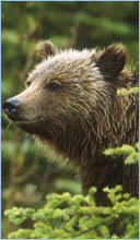 lake louise gondola - chance of seeing a grizzly bear!