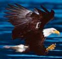 wildlife is abundant along alaska's inside passage
