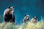 bear viewing - knight inlet experience
