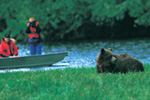 bear viewing - knight inlet experience