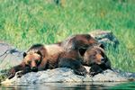 bear viewing - knight inlet experience