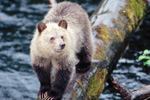 bear viewing - knight inlet experience