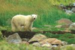 polar bear experience - ice bear tour