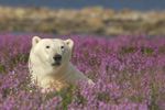 polar bear experience - ice bear tour