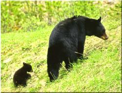 maligne valley wildlife tour - black bear and cub