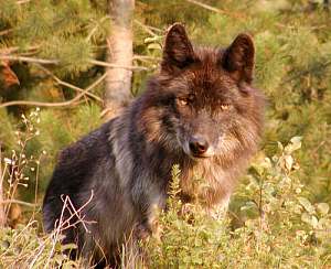 see the wolves at the wolf sanctuary just outside golden