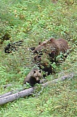 Grizzly Bear (Sow) & Cubs