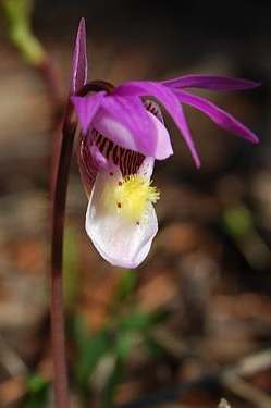 Calypso Bulbosa Orchid (Fairy's-Slipper)