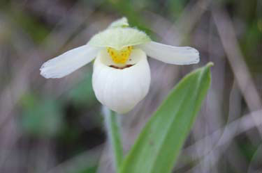 Sparrow's-Egg Orchid, Franklin's / Northern Lady's-Slipper