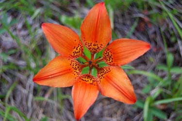 Western Wood Lily